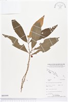 登錄號:BS03606藏品圖，第1張