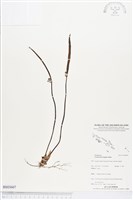 登錄號:BS03607藏品圖，第1張