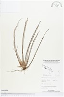 登錄號:BS03608藏品圖，第1張