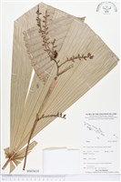 登錄號:BS03610藏品圖，第1張