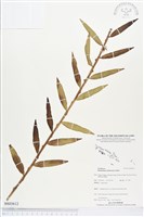 登錄號:BS03612藏品圖，第1張