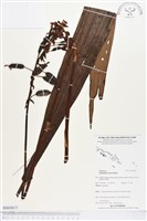 紫苞舌蘭、紫蘭藏品圖，第1張