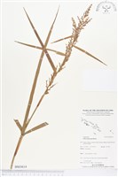 登錄號:BS03614藏品圖，第1張