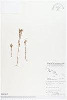 登錄號:BS03615藏品圖，第1張