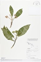 登錄號:BS03617藏品圖，第1張