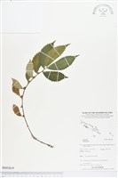 登錄號:BS03619藏品圖，第1張