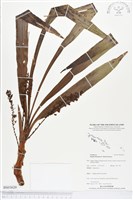 登錄號:BS03620藏品圖，第1張