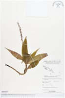 登錄號:BS03621藏品圖，第1張