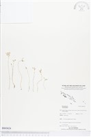 登錄號:BS03624藏品圖，第1張