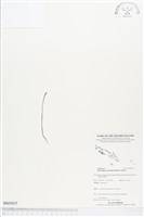 小鬼蘭藏品圖，第1張