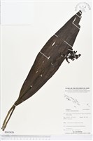 登錄號:BS03626藏品圖，第1張