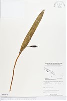 登錄號:BS03628藏品圖，第1張