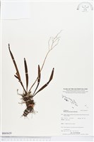 登錄號:BS03629藏品圖，第1張