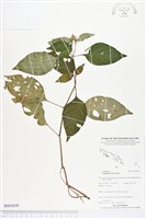 鱗花草藏品圖，第1張