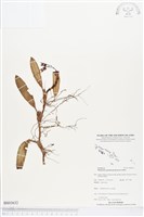 登錄號:BS03632藏品圖，第1張