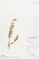 登錄號:BS03634藏品圖，第1張