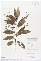 登錄號:BS03636藏品圖，第1張