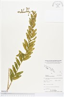 登錄號:BS03638藏品圖，第1張