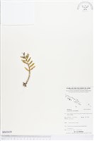 登錄號:BS03639藏品圖，第1張