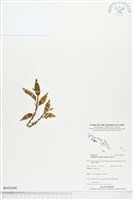 登錄號:BS03640藏品圖，第1張