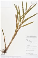 登錄號:BS03642藏品圖，第1張
