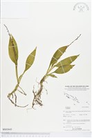 登錄號:BS03643藏品圖，第1張