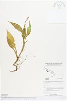 登錄號:BS03644藏品圖，第1張