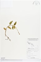 登錄號:BS03645藏品圖，第1張