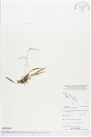 登錄號:BS03646藏品圖，第1張