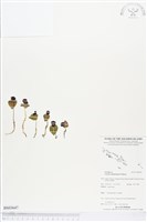 登錄號:BS03647藏品圖，第1張