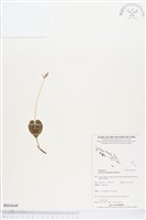 登錄號:BS03649藏品圖，第1張