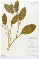 木斛、鬚唇暫花蘭藏品圖，第1張