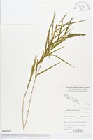 登錄號:BS03651藏品圖，第1張