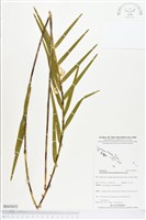 登錄號:BS03652藏品圖，第1張