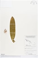 登錄號:BS03653藏品圖，第1張