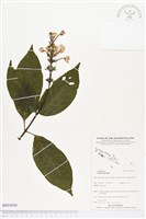 登錄號:BS03656藏品圖，第1張