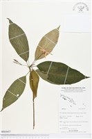 登錄號:BS03657藏品圖，第1張