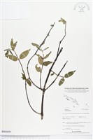 登錄號:BS03659藏品圖，第1張