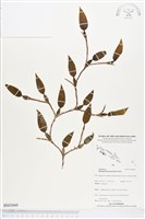 登錄號:BS03660藏品圖，第1張