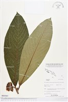 登錄號:BS03661藏品圖，第1張