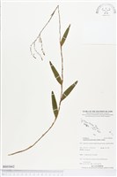 登錄號:BS03662藏品圖，第1張