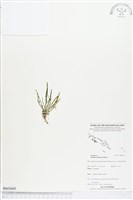 登錄號:BS03665藏品圖，第1張