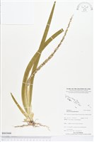 登錄號:BS03666藏品圖，第1張