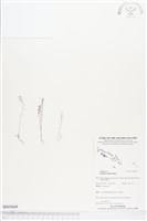 登錄號:BS03668藏品圖，第1張