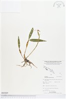 登錄號:BS03669藏品圖，第1張