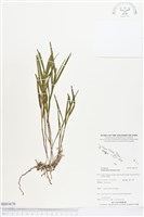 登錄號:BS03670藏品圖，第1張