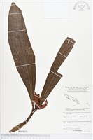 登錄號:BS03671藏品圖，第1張