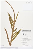 登錄號:BS03672藏品圖，第1張