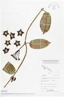 登錄號:BS03673藏品圖，第1張