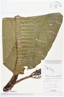 登錄號:BS03675藏品圖，第1張